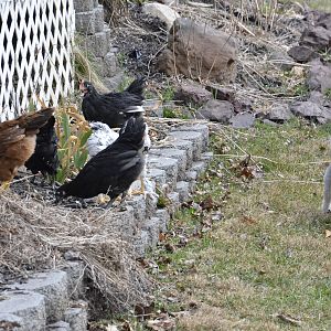 My dog, Maggie, and our chickens.