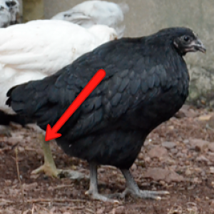 Legs of my mystery chicken...I say they are green.