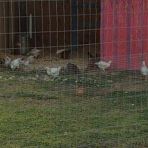 Hopefully, Happy chickens