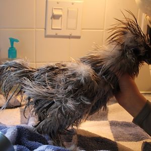 March 14 --- getting ready for our show this Sat.  Bath time!