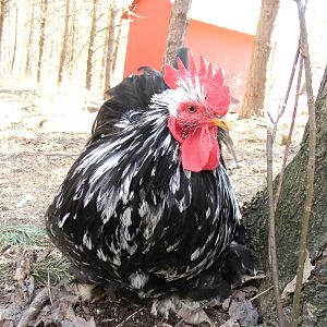 Dudley- Mottled Cochin
Dudley was an awesome cochin rooster as far as type. I had him for 8 months and then lost him. He was a super rooster and I wish I still had him. I had his sons but they all were killed by other predators and his only living son is Napoleon.