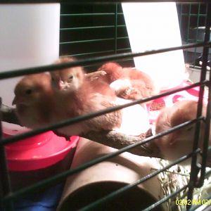 Chickies roosting on a stick.jpeg