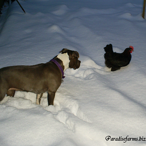 Maya watching our FBCMs hen walk in the snow. 1/2012