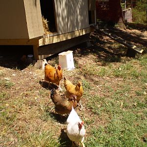 Ladies parade from the coop