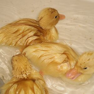 3 day old Pekins, now adopted by a teen-aged Rouen