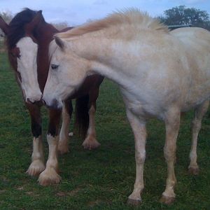 Morab Gelding RaffDakk & Clydesdale mare Abby