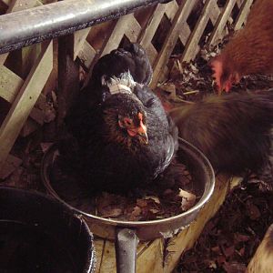 My tiny bantam cochin, rose. RIP rose, she died brooding. Wouldn't drink though i set food and water in with her, and took her off the nest daily to take care of needs. :(