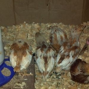 Here's a good look at my chicks backs these were hatched on about Feb 26th so they will be 4 wks on Sunday ...there are 4some "pullets"and 2 are "red pullets" ... but not sure what breed they are...ideas?