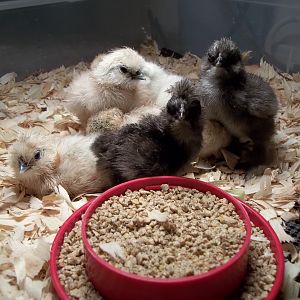 new babes hatched today 3/22/2012