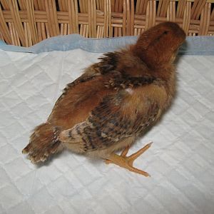 Helga - 10 days - feathering out fast!