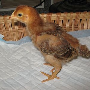 Helga - 10 days
