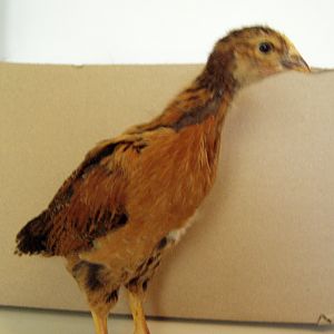 Suzie feathered out