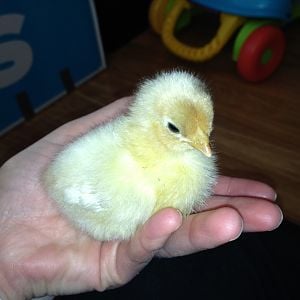 chicky1.JPG