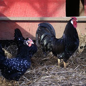 Young Rose comb Ancona trio from 2011 hatch.