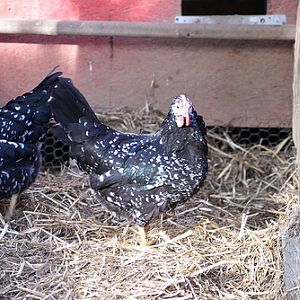 A Rose comb Ancona pullet in profile.