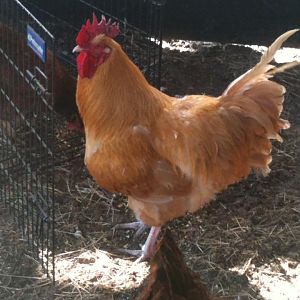 Hagrid, my rescue rooster.  :)