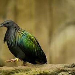 images?q=tbn:ANd9GcQAO7T4vngueZMdNs2cuKe8EVSXBrYaswcgBh5m9ADFn-oPlmTP1C0Bvgqf