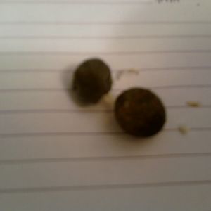 Deformed eggs