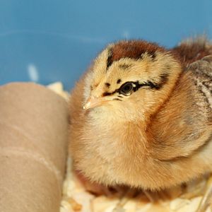 @ 1 week old Ameracauna "Alice"