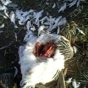 light brahma attack dead chicken photo
