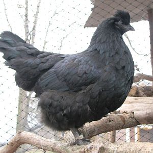 Huastec hen