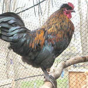 Huastec rooster