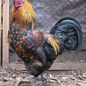 Huastec rooster