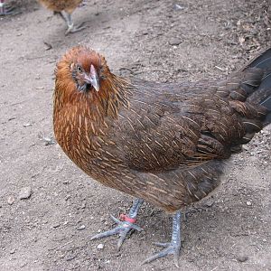 Sweet Potato Quechua hen