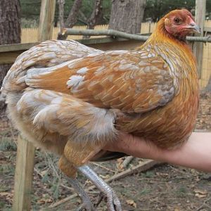 colloncas hen