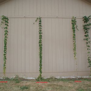 Hops garden 2010. Two of the varieties didn't make it that year.