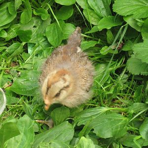 Raising our first chicks.  Ethel is the sweetest little thing.