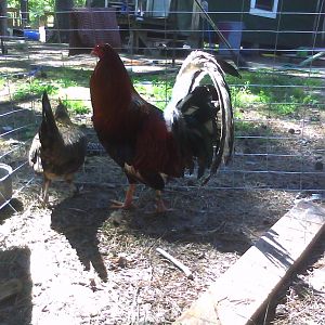 Hatch Cock