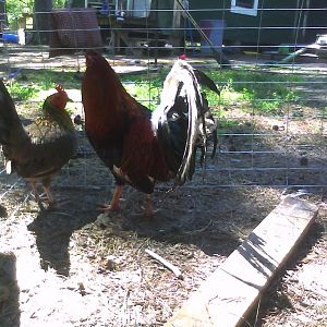 Hatch Cock