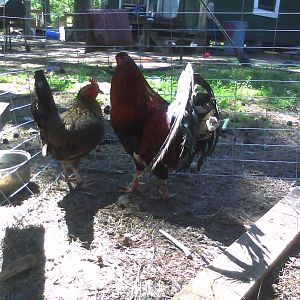 Hatch Cock