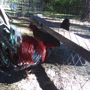 Hatch Cock