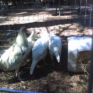 White Spangleds