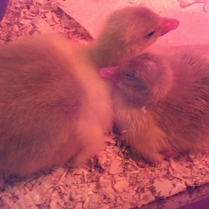 Number two hatched! They are best friends!!! I thought I liked my chickens but geese are so much more lovable!