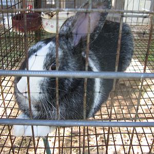 mar 010.JPG my harlequin magpy buck