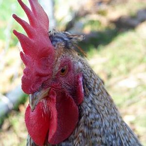 20 week old Cream Legbar Rooster