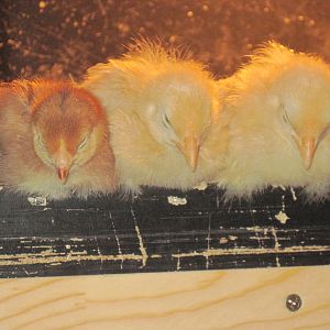 little red, puffy., and goldy locks