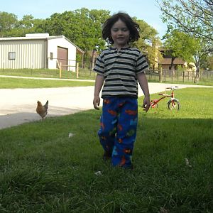 My Chicken wrangler