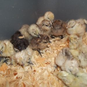 Hatch from Kentucky Silkies, A bakers dozen (13), just out of the incubator.
I love the variety of colors I have!