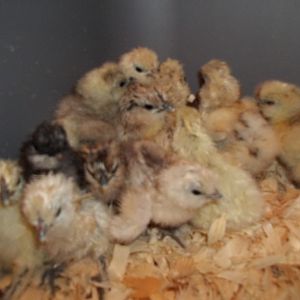 Hatch from Kentucky Silkies, A bakers dozen (13), just out of the incubator.