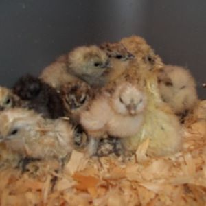 Hatch from Kentucky Silkies, A bakers dozen (13), just out of the incubator.