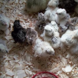 Hatch from Kentucky Silkies, A bakers dozen (13)