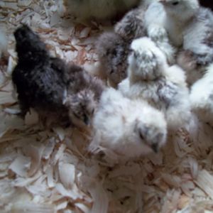 Hatch from Kentucky Silkies, A bakers dozen (13), time to meet the the older kids.