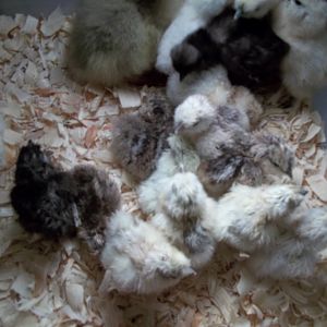 Hatch from Kentucky Silkies, A bakers dozen (13), time to meet the the older kids.