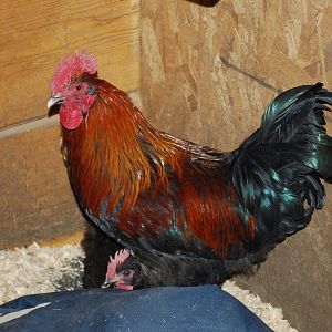 My French Copper Marans Rooster lovingly coo's and stands over his mate while she lays her egg. He made this nest scratched around and she sat down in the place he made for her. They are so wonderful to watch.
