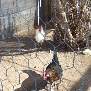 There's Henretta again with Sky in the back.