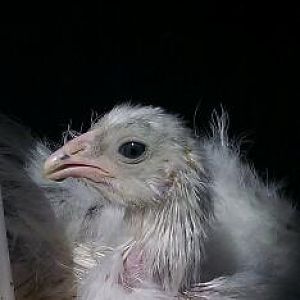 SilkiedAmeraucana